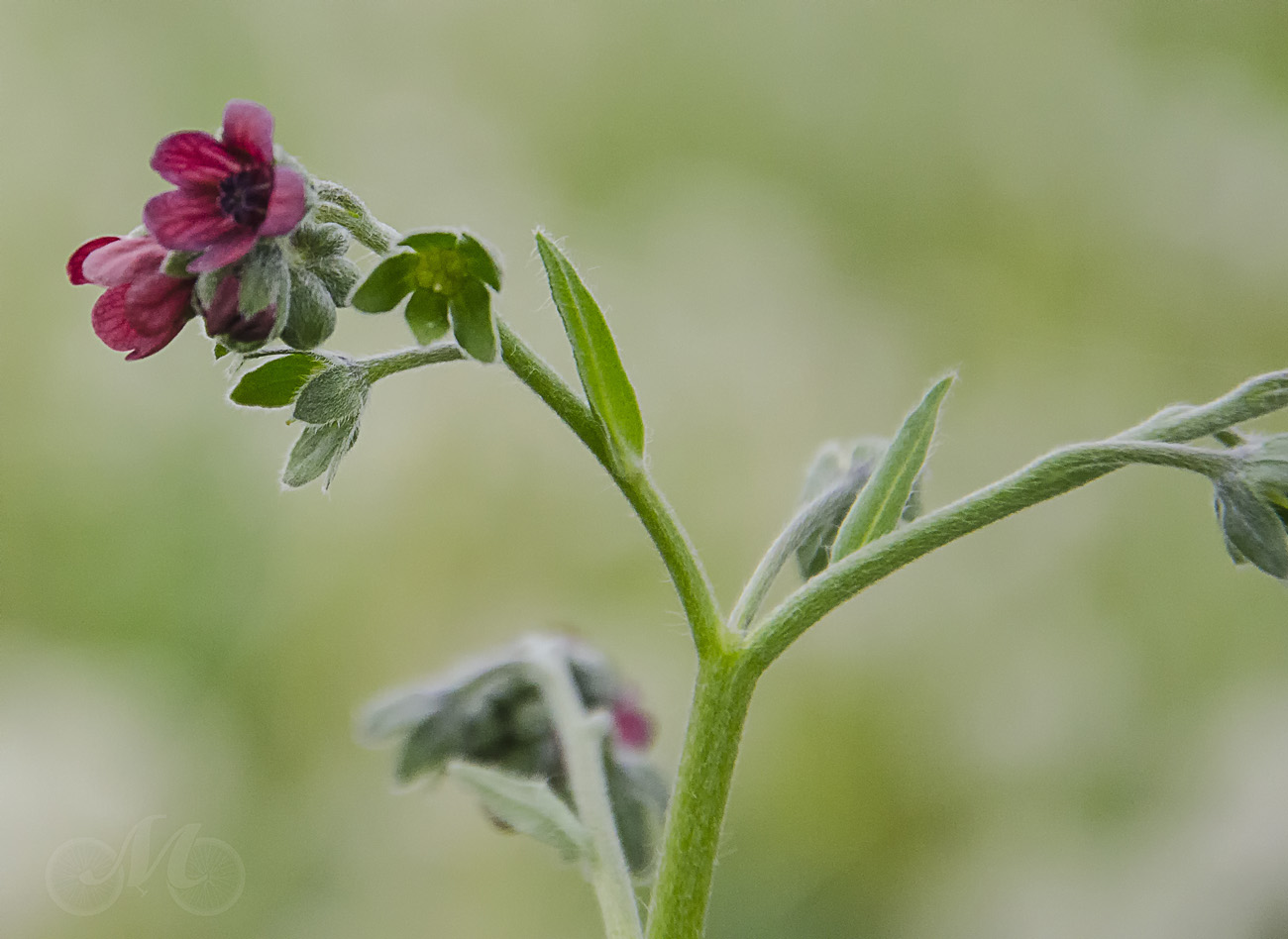 Изображение особи Cynoglossum officinale.