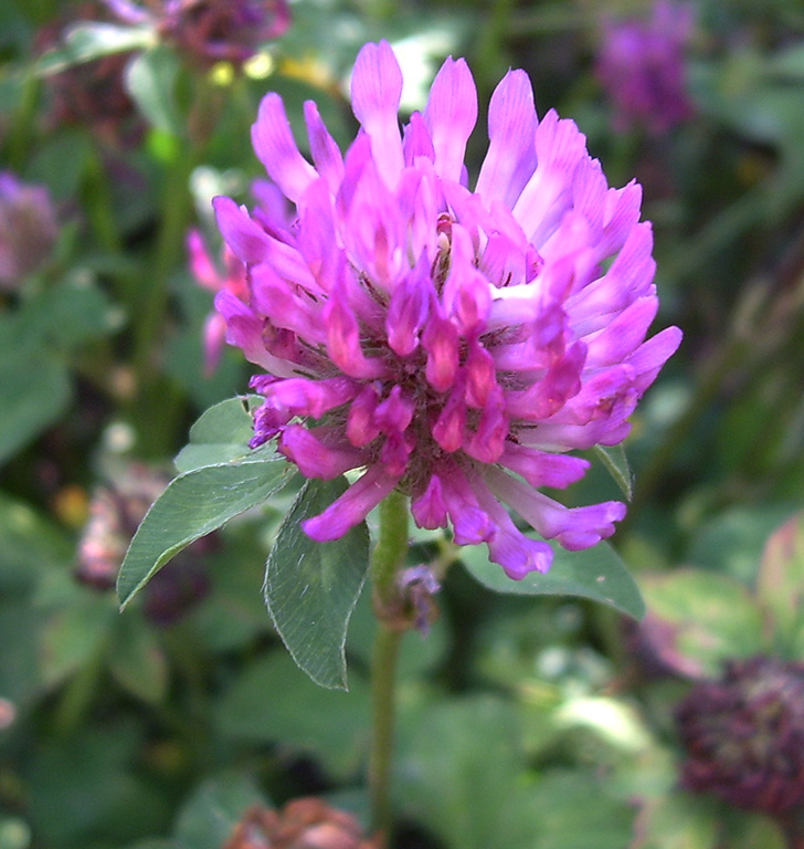 Изображение особи Trifolium pratense.