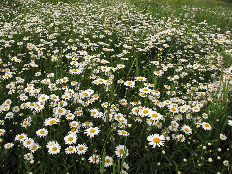 Image of Leucanthemum vulgare specimen.
