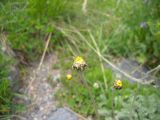 Anthemis marschalliana subspecies pectinata. Верхушка побега с соцветием. Кабардино-Балкария, Южное Приэльбрусье, ущелье Гара-Баши, ≈ 2400 м н.у.м. 21.06.2012.