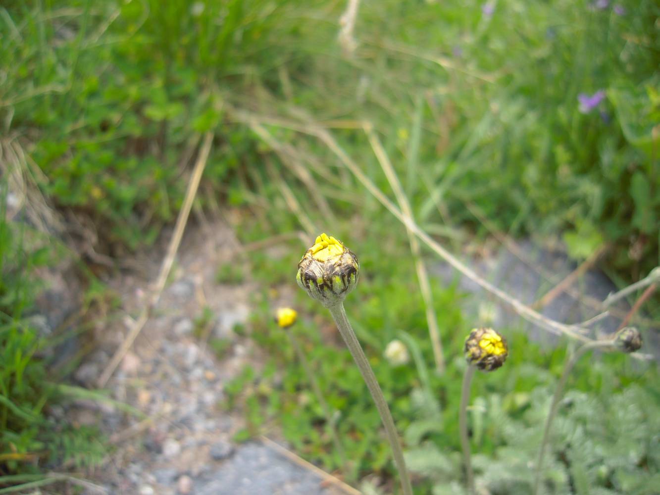 Image of Anthemis marschalliana ssp. pectinata specimen.
