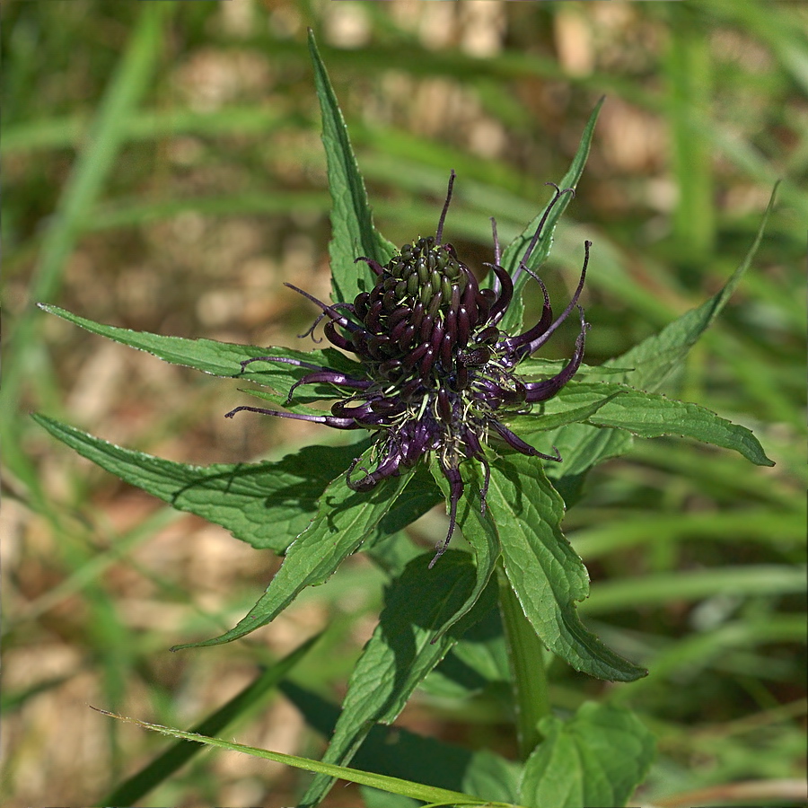 Image of Phyteuma vagneri specimen.