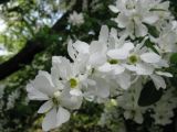 Exochorda giraldii. Соцветие. Украина, Национальный ботанический сад, г. Киев. 16.05.2011.