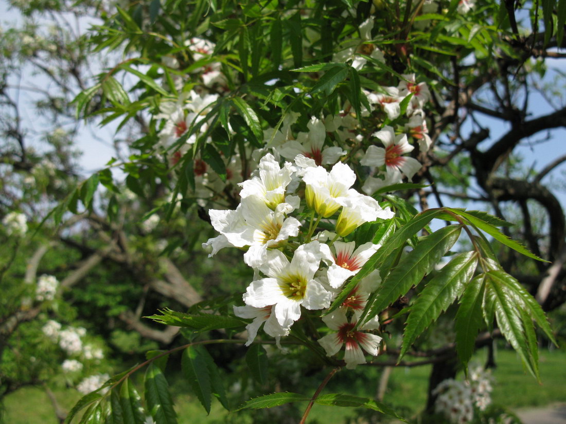 Изображение особи Xanthoceras sorbifolium.