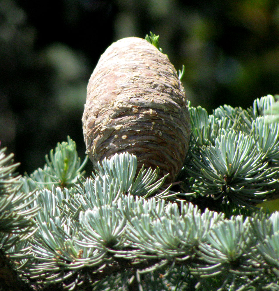 Изображение особи Cedrus libani.