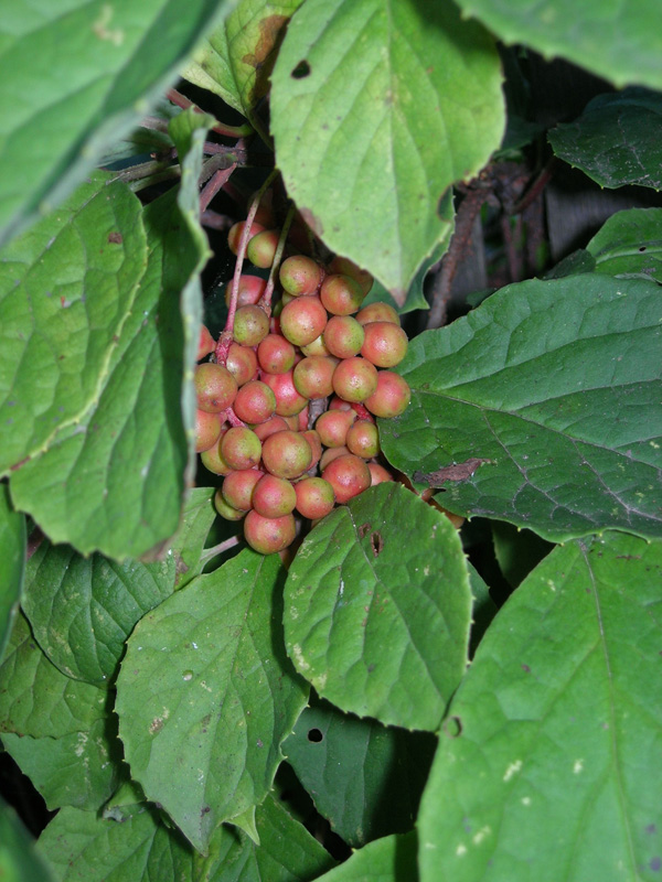 Изображение особи Schisandra chinensis.