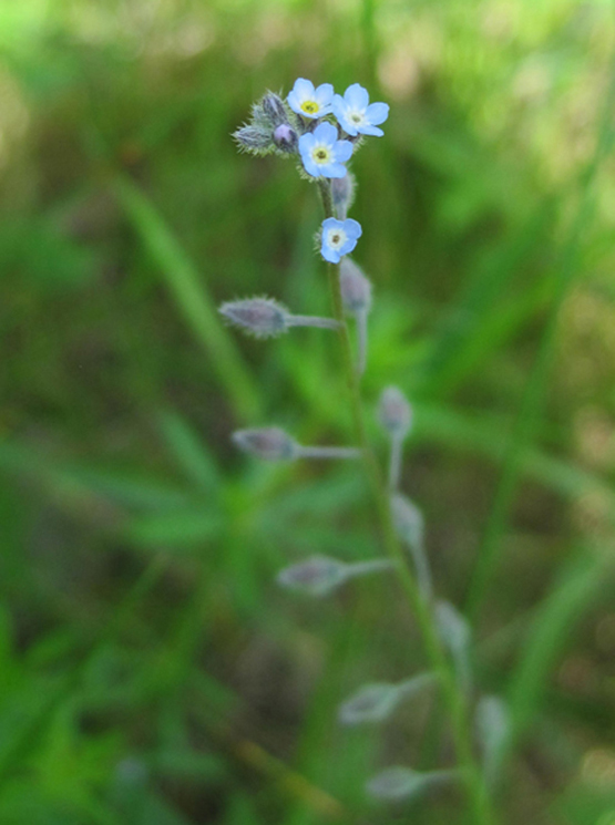 Image of Myosotis arvensis specimen.