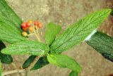 Viburnum rhytidophyllum. Побег с соплодием. Украина, Херсонская обл., Чаплинский р-н, пос. Аскания-Нова, дендропарк. Август 2012 г.