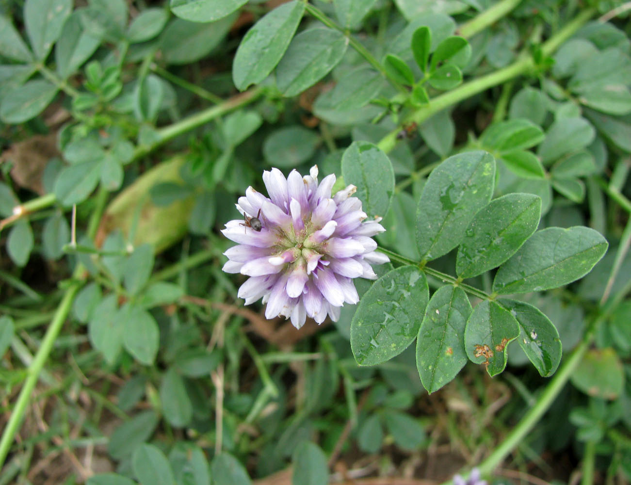 Изображение особи Glycyrrhiza echinata.