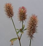 Trifolium arvense