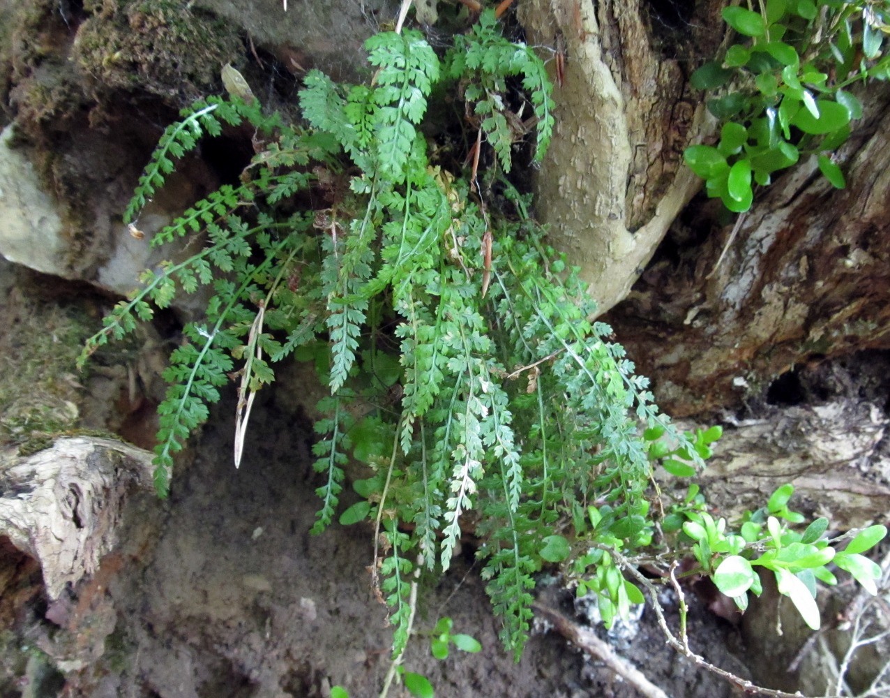Image of Asplenium fontanum specimen.