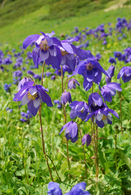 Изображение особи Aquilegia glandulosa.