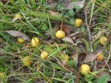 Pyrus elaeagrifolia. Опавшие зрелые плоды. Крым, Ай-Петринская яйла. 23 сентября 2012 г.