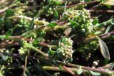 Corrigiola litoralis