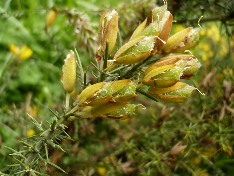 Изображение особи Ulex europaea.