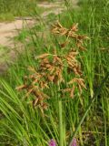 Schoenoplectus lacustris