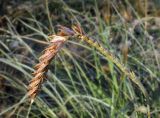 familia Poaceae