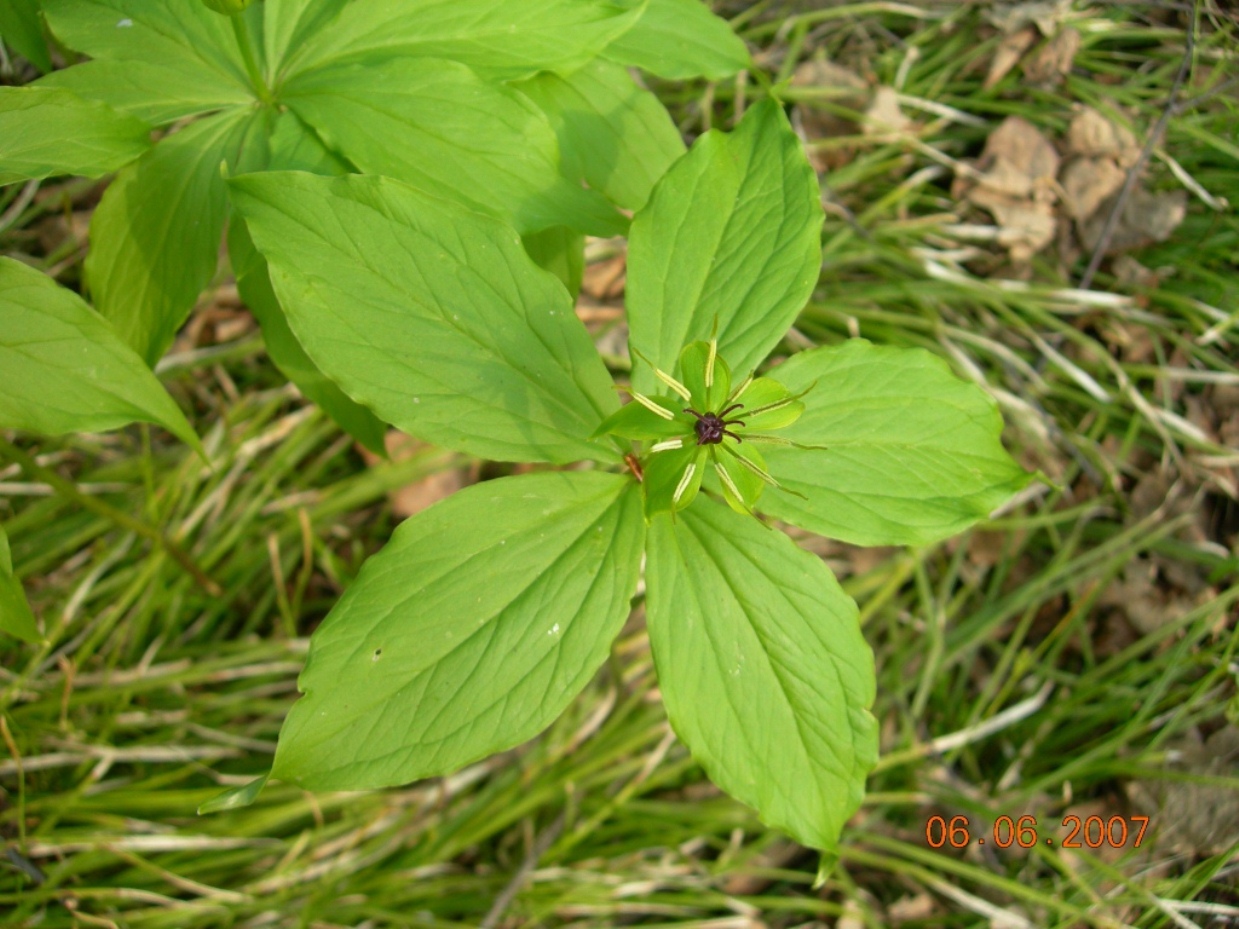 Image of Paris verticillata specimen.
