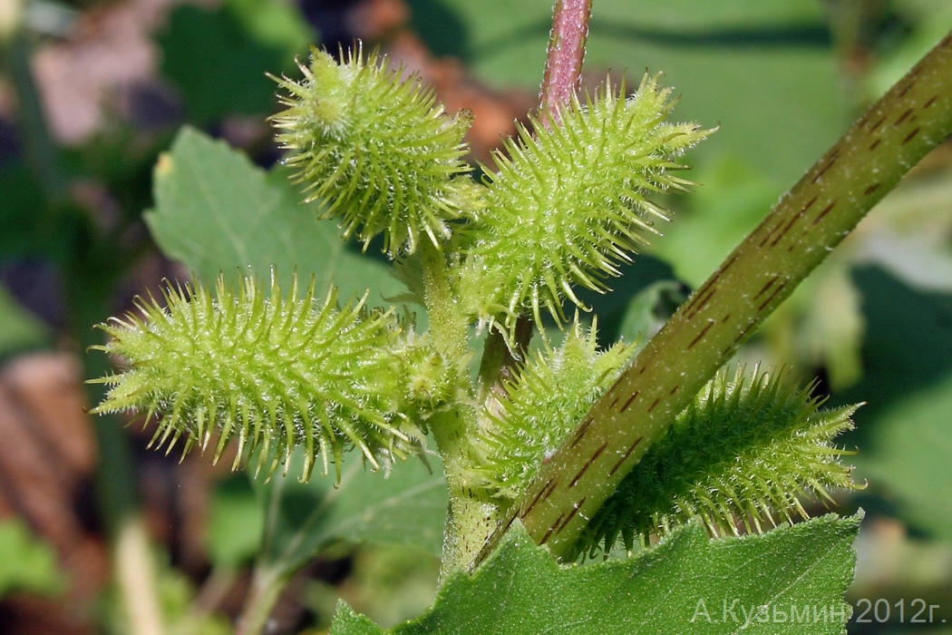 Image of Xanthium orientale specimen.