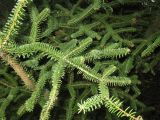 Abies pinsapo