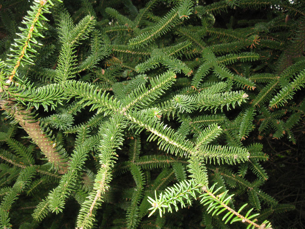 Image of Abies pinsapo specimen.