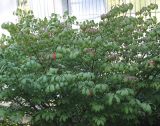 Euonymus alatus