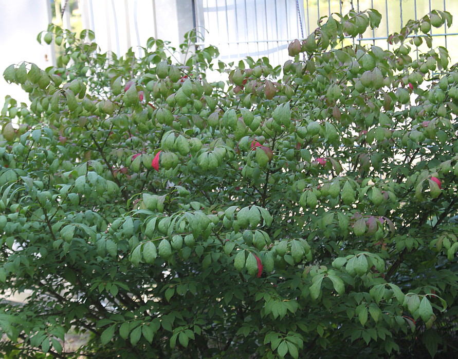 Изображение особи Euonymus alatus.