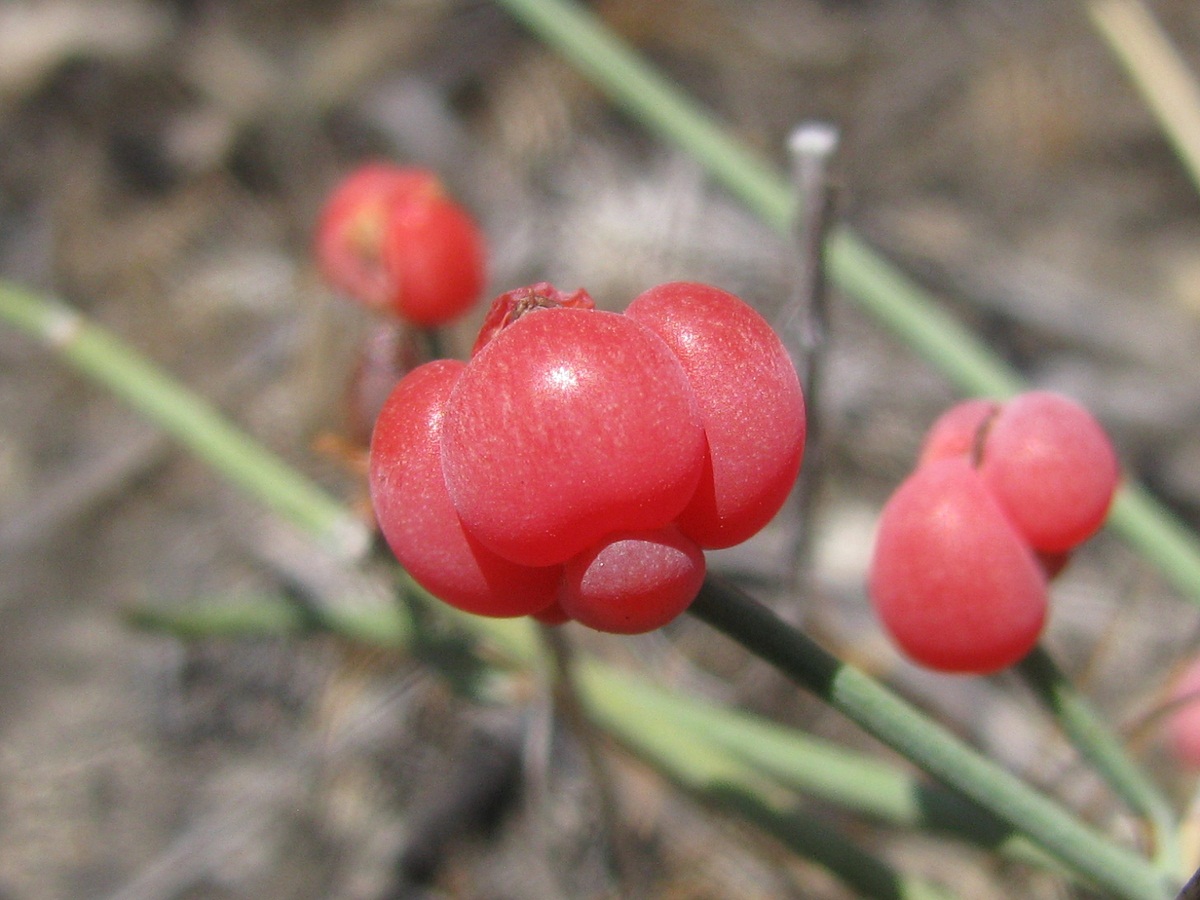 Изображение особи Ephedra distachya.