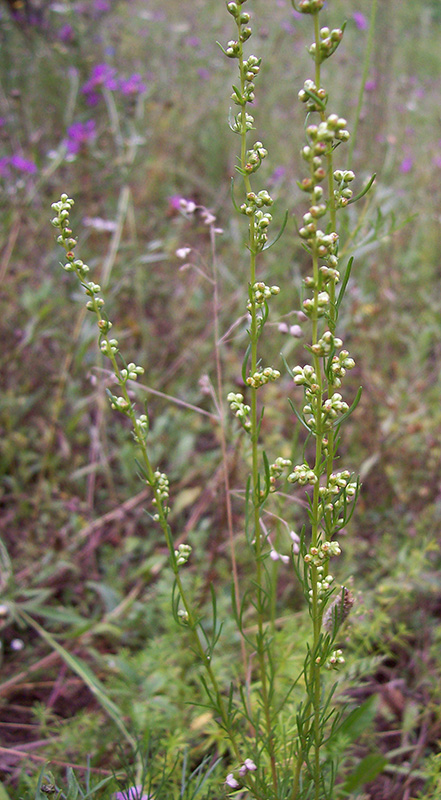 Изображение особи Artemisia campestris.