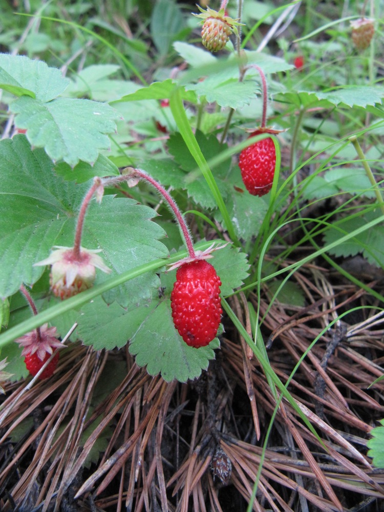 Image of Fragaria orientalis specimen.