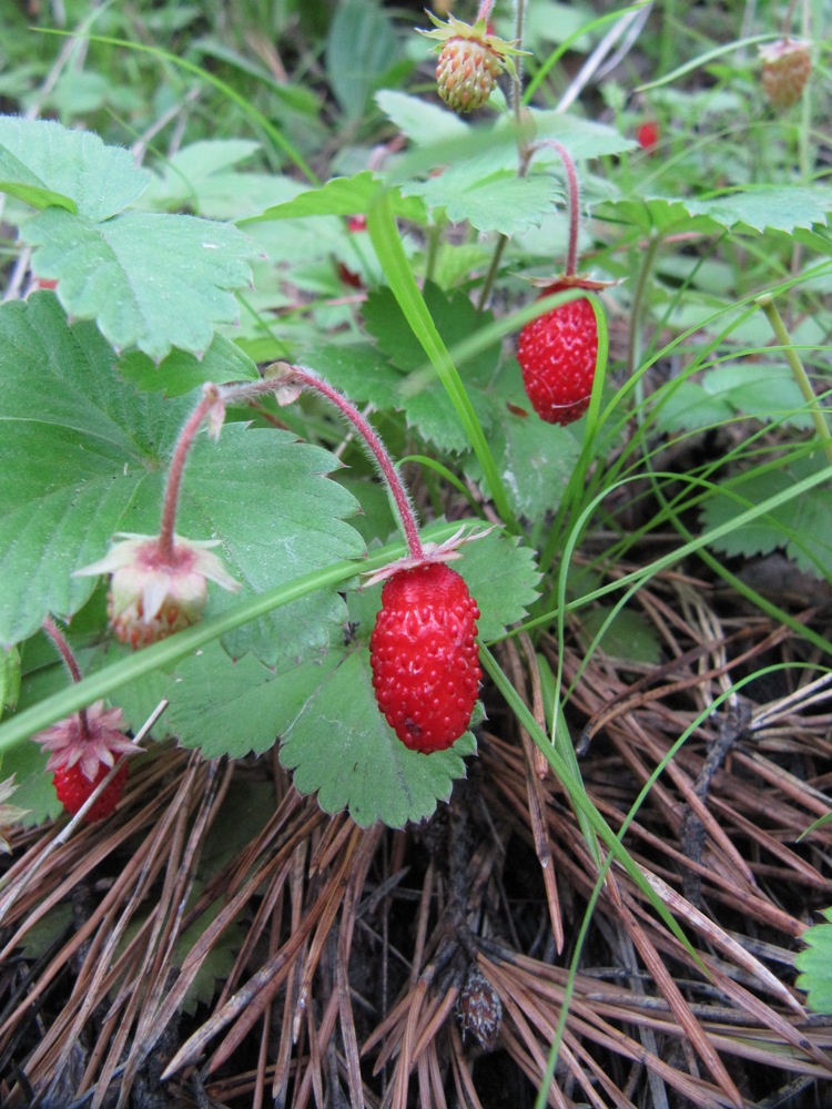 Изображение особи Fragaria orientalis.