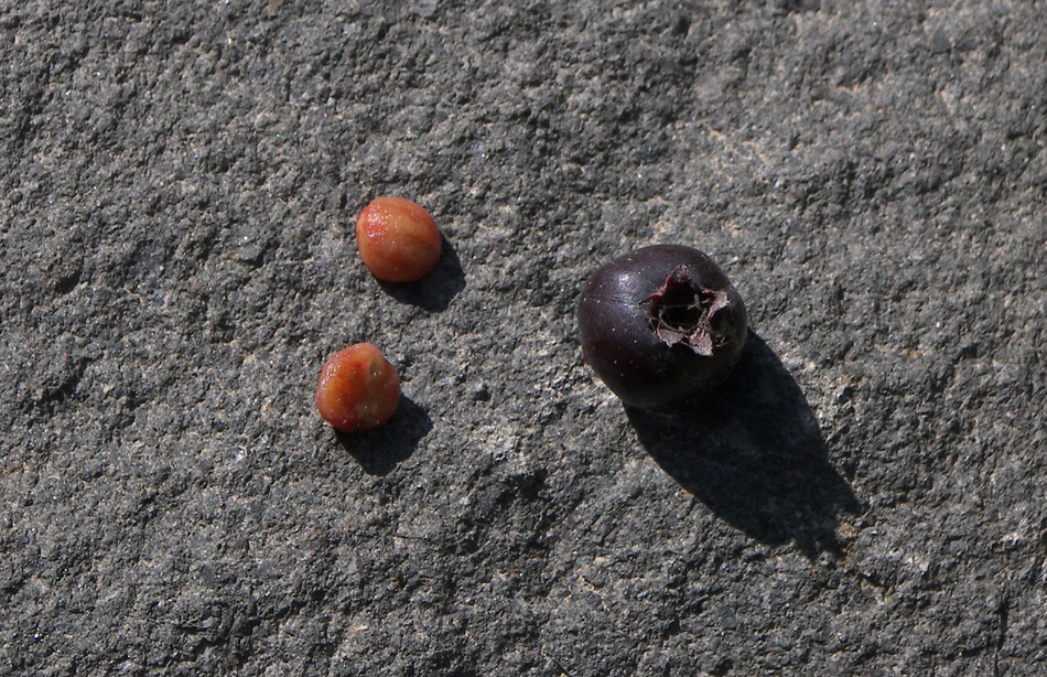 Изображение особи Crataegus caucasica.