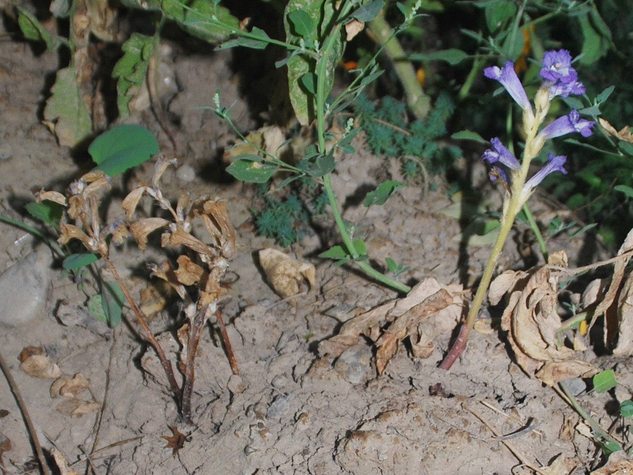 Image of Phelipanche aegyptiaca specimen.