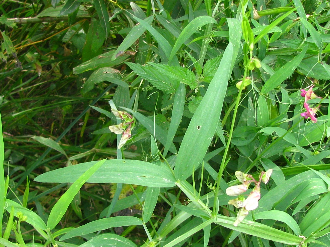 Изображение особи Lathyrus sylvestris.