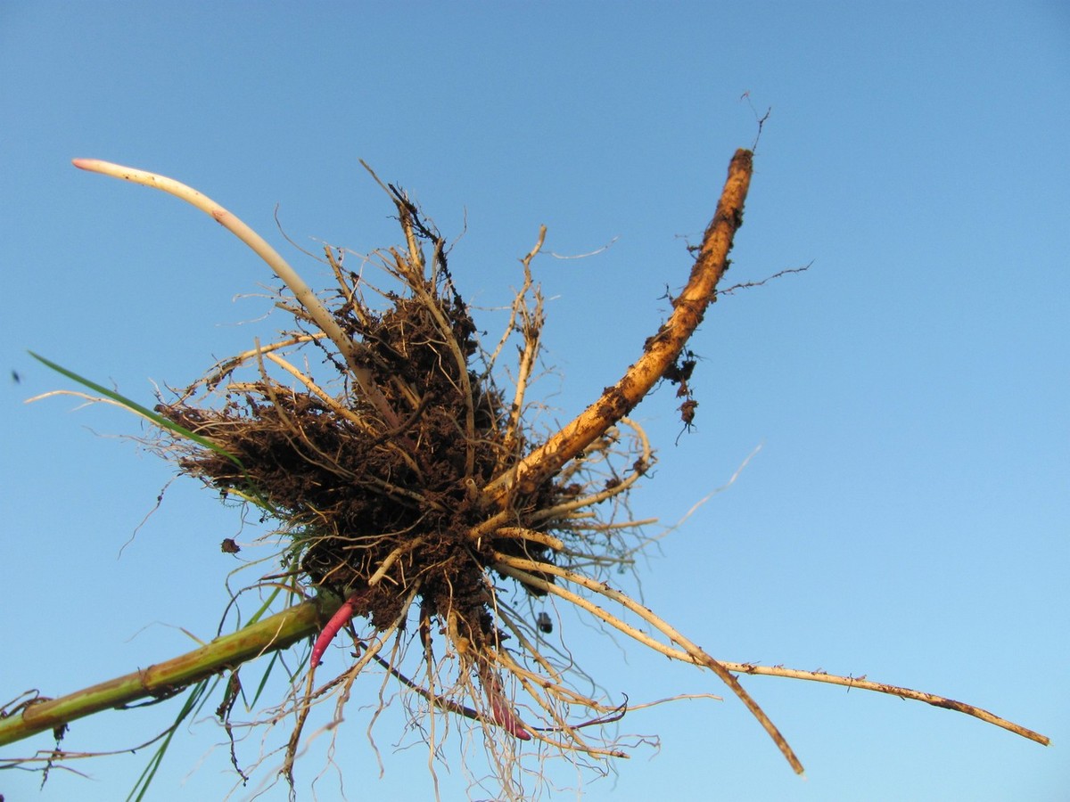 Image of Senecio sarracenicus specimen.