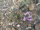 Astragalus subspecies ozjorensis