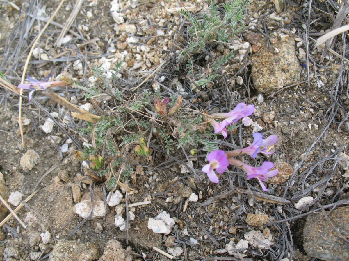 Изображение особи Astragalus angarensis ssp. ozjorensis.