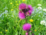 Cirsium rivulare