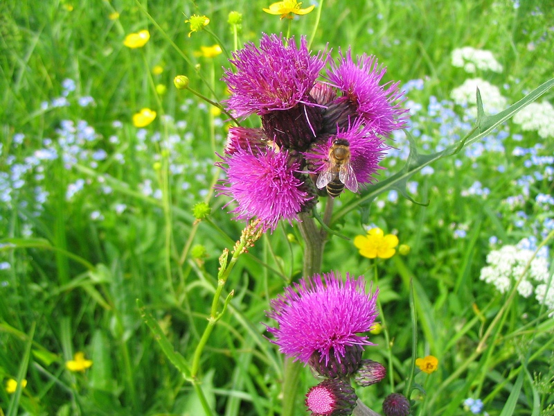 Изображение особи Cirsium rivulare.