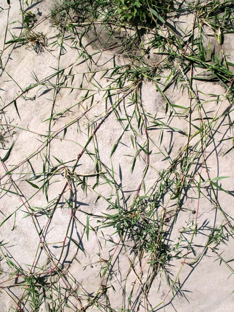 Image of Phragmites australis specimen.