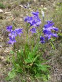 Campanula turczaninovii