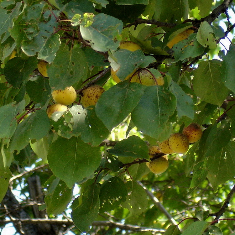 Image of Armeniaca vulgaris specimen.