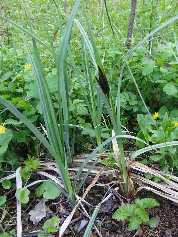 Изображение особи Carex riparia.