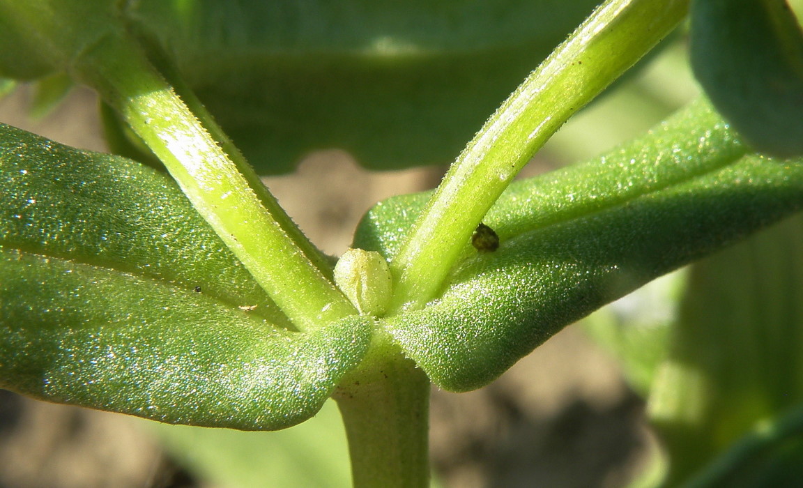 Image of Valerianella carinata specimen.