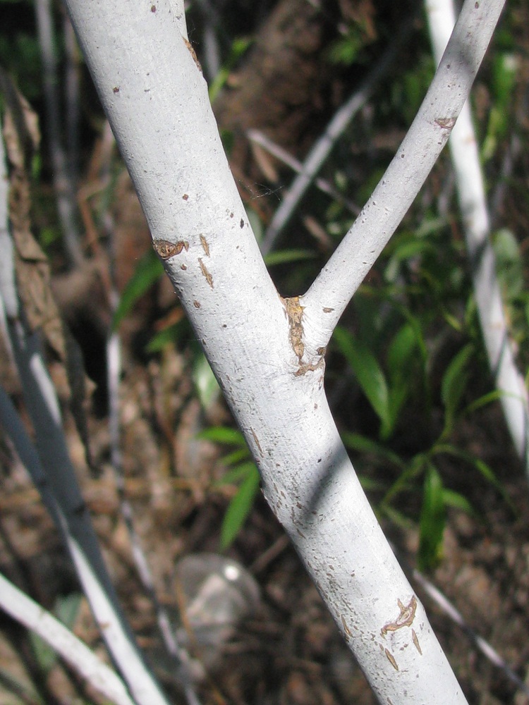 Изображение особи Salix acutifolia.