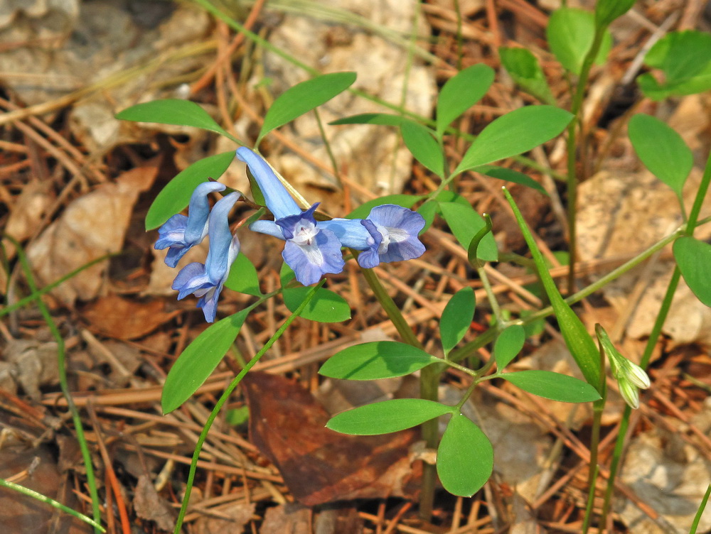 Изображение особи Corydalis ambigua.