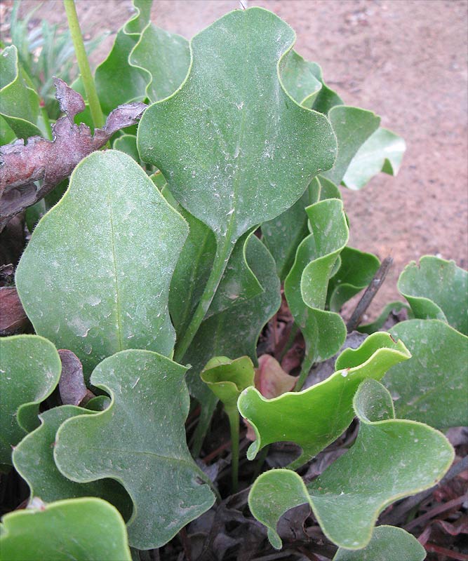 Изображение особи Limonium perezii.