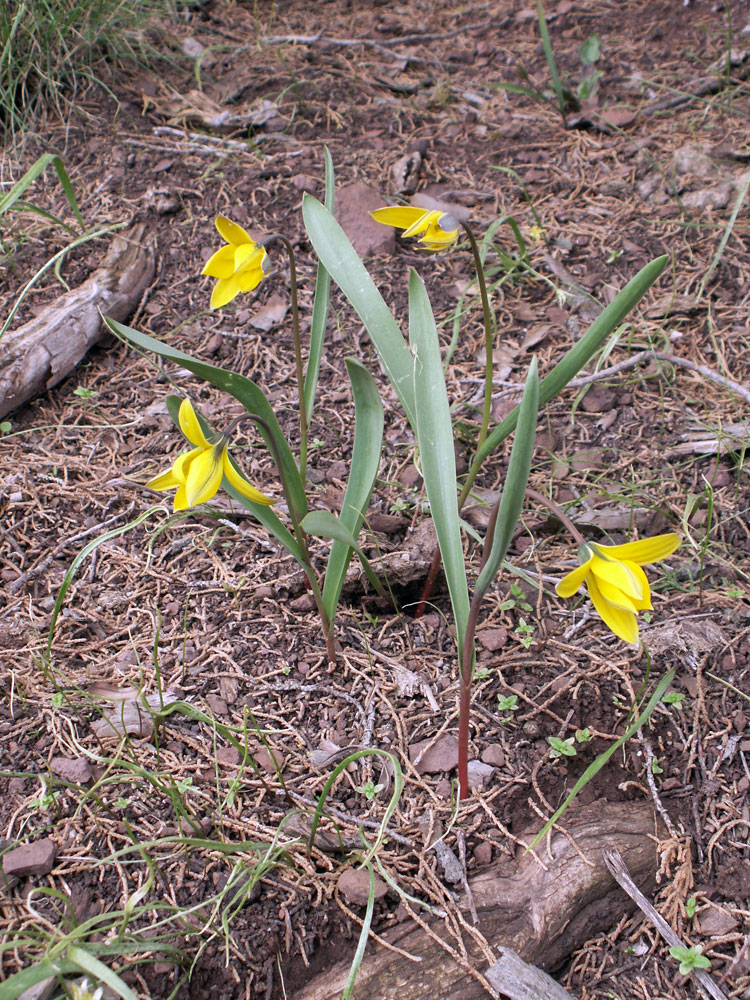 Image of Tulipa dasystemon specimen.