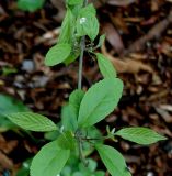 Callicarpa giraldii