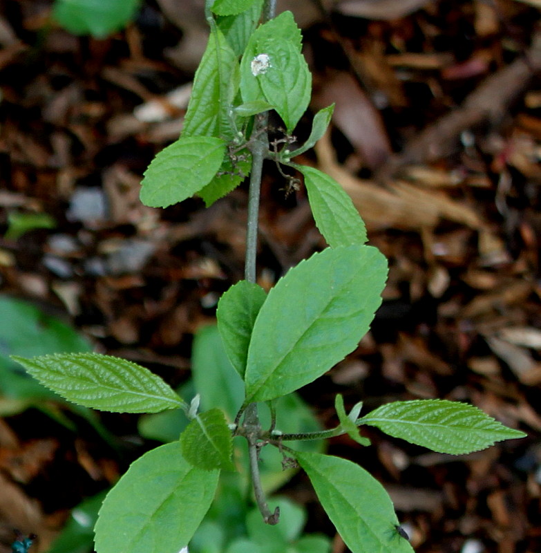 Изображение особи Callicarpa giraldii.